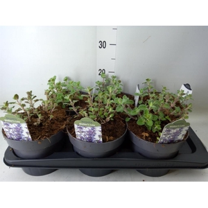 Nepeta faassenii 'Walkers Low'