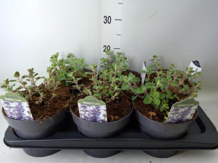 <h4>Nepeta faassenii 'Walkers Low'</h4>