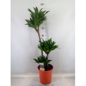 Dracaena frag. 'Compacta'