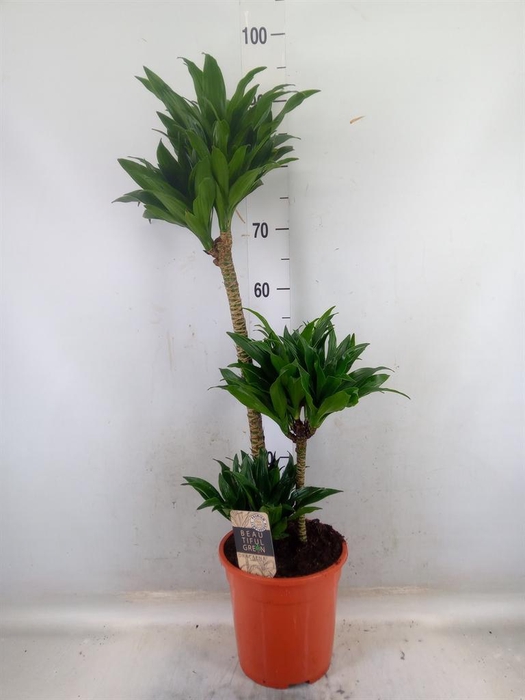 <h4>Dracaena frag. 'Compacta'</h4>
