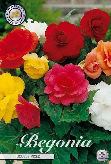 <h4>Begonia Dubbel Mix x3 5/6</h4>