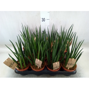Sansevieria bacularis