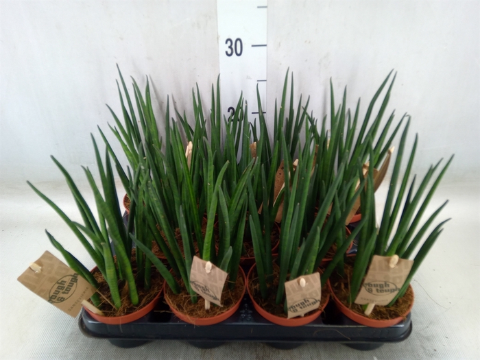 <h4>Sansevieria bacularis</h4>