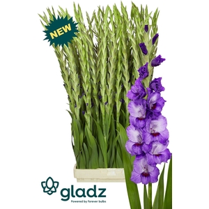 Glad Gr Purple Party