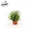 Ficus Green Kinky