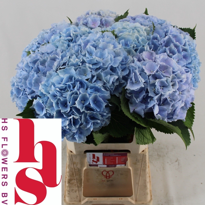 <h4>HYDR M CH VERENA BL</h4>