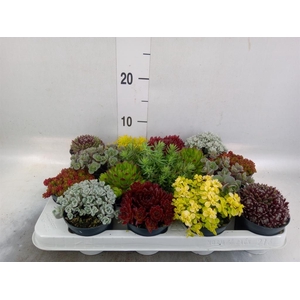 Rotsplanten   ...mix   [Rock plant]