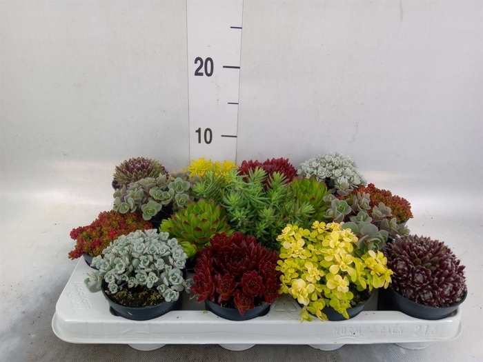 <h4>Rotsplanten   ...mix   [Rock plant]</h4>