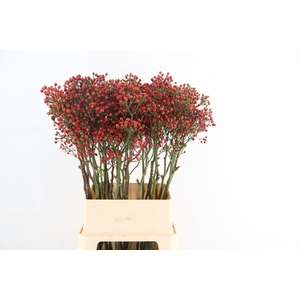 ROSA BELLS HIPHOP 100CM