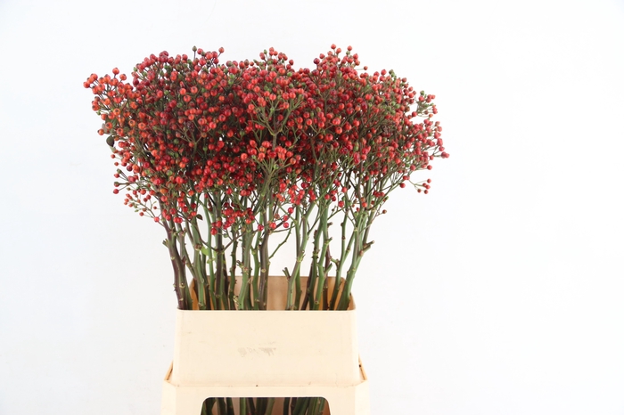<h4>ROSA BELLS HIPHOP 100CM</h4>