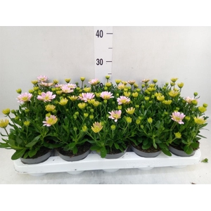 Osteospermum  '3D Pink'