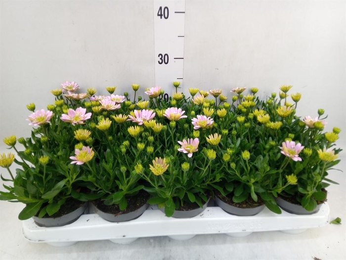 <h4>Osteospermum  '3D Pink'</h4>