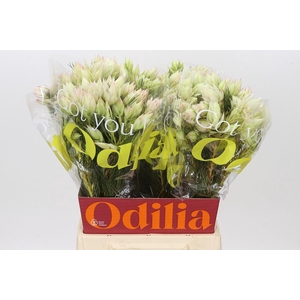 Blushing Bride Ayoba Bridal Star