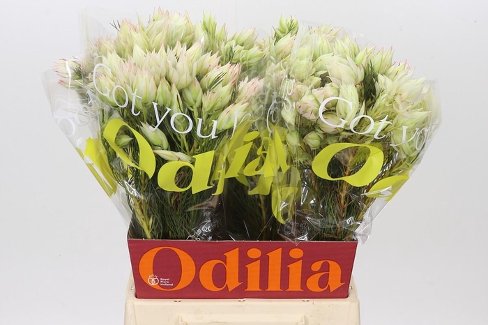 <h4>Blushing Bride Ayoba Bridal Star</h4>