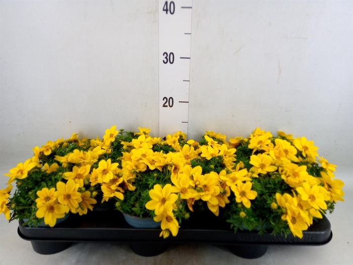 <h4>Bidens   ...</h4>