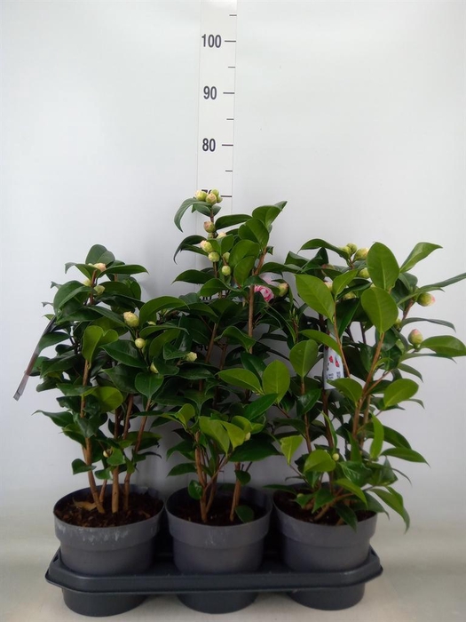 <h4>Camellia japonica 'Miss Lyla'</h4>