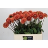 Dahlia Cornel Bronze
