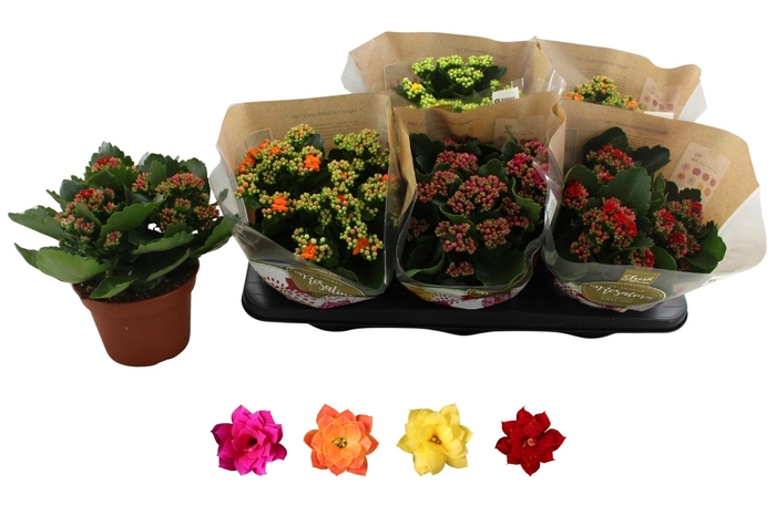 <h4>KAL GE RO GEM 4 KL</h4>