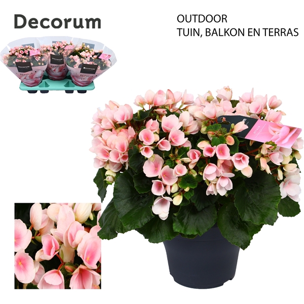 <h4>Betulia Light Pink Outdoor</h4>