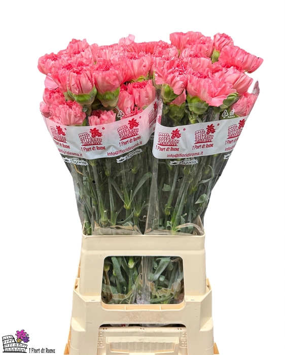 <h4>DI ST KLEOS</h4>