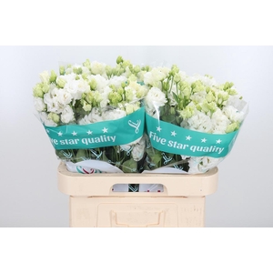 Eus G Alissa Pur Whi