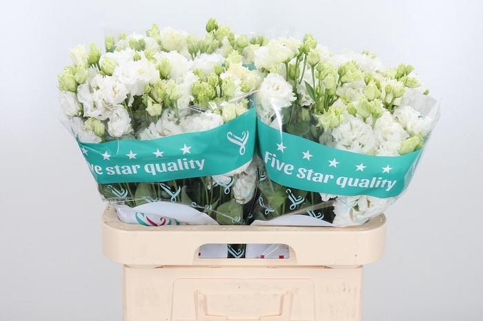 <h4>Eus G Alissa Pur Whi</h4>