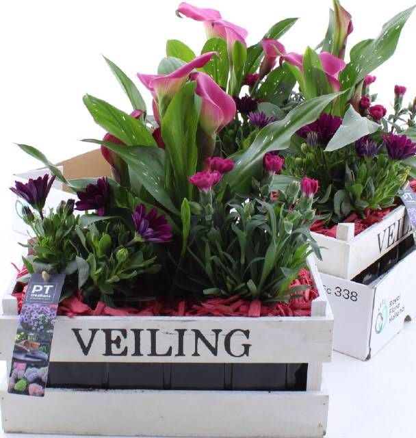 <h4>ARR TUINPLANTEN</h4>