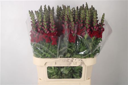 <h4>Antirrhinum Nl. Red Maryland</h4>
