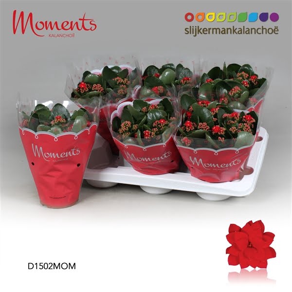 <h4>Kalanchoe Moments - Red</h4>