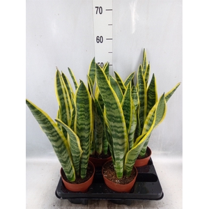 Sansevieria trifa. 'Laurentii'