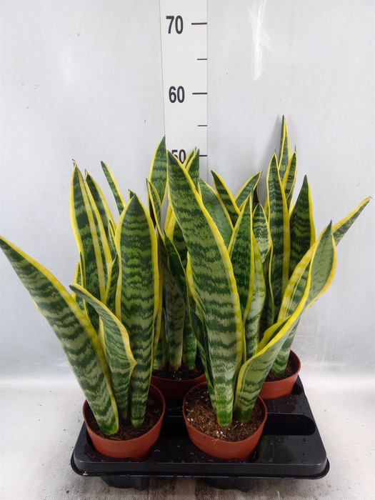 <h4>Sansevieria trifa. 'Laurentii'</h4>