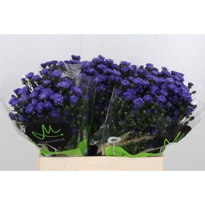 Aster Dark Milka
