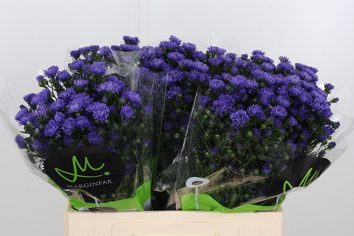 <h4>Aster Dark Milka</h4>