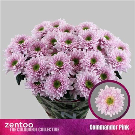 <h4>Chr T Commander Pink</h4>