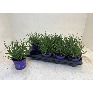 LAVAN AN ESSENCE PUR