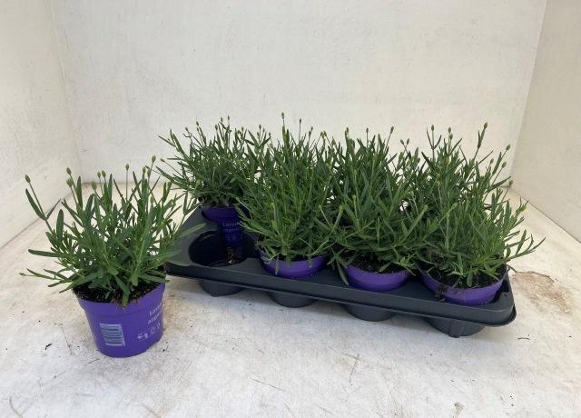 <h4>LAVAN AN ESSENCE PUR</h4>