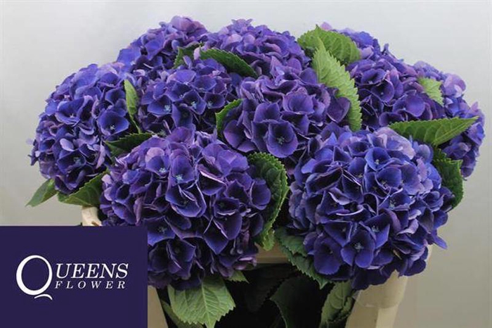 <h4>Hydr Royal King Queens</h4>