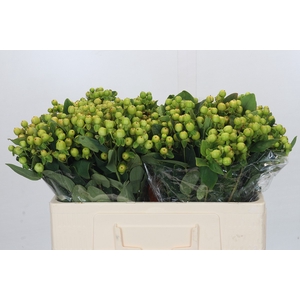 Hypericum Magical Green Power