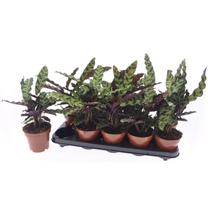 CALAT LANCIFOLIA