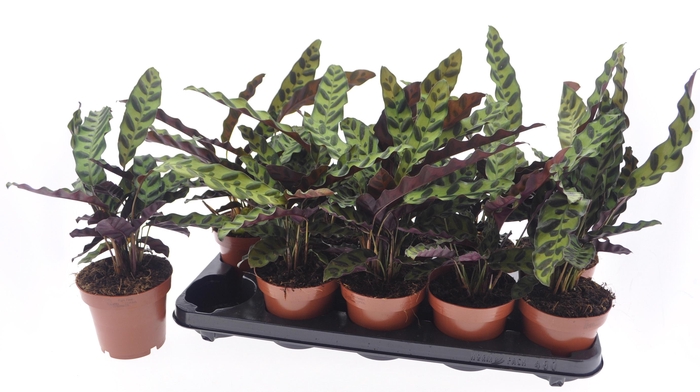 <h4>CALAT LANCIFOLIA</h4>