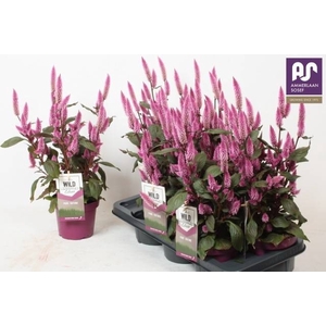 CEL WILD PINK