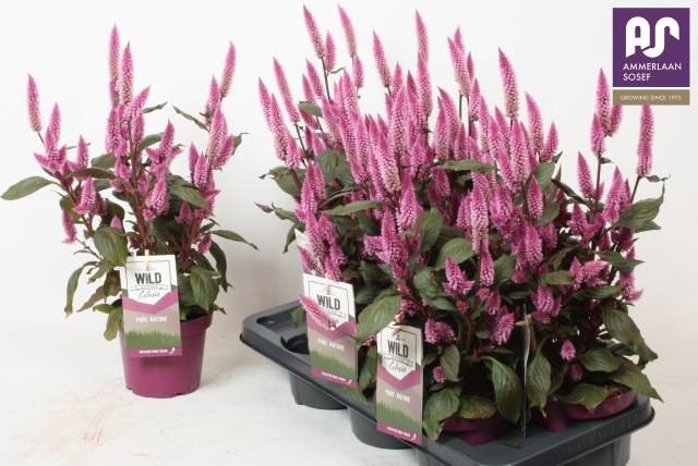 <h4>CEL WILD PINK</h4>