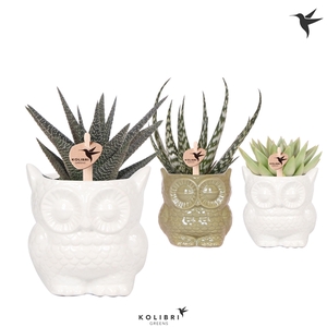 Kolibri Greens Succulenten mix in Owl pot mix