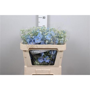 Delphinium DU 'Dewi Boy'