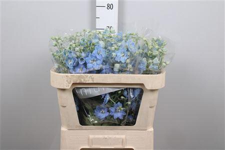<h4>Delphinium DU 'Dewi Boy'</h4>