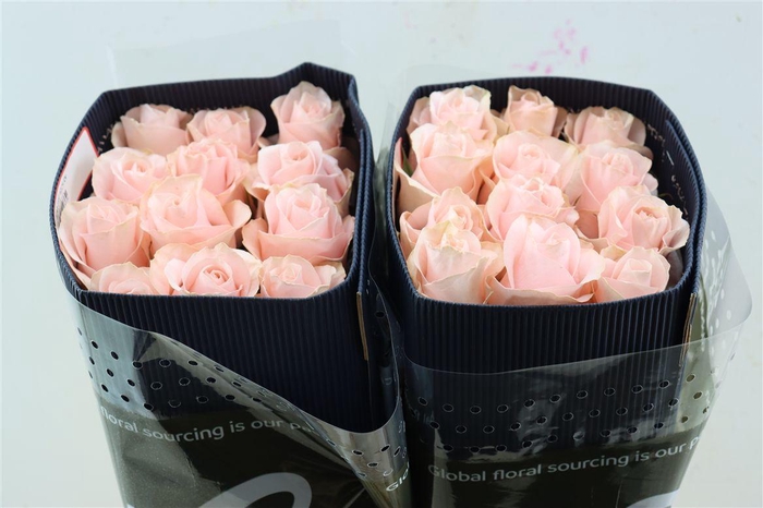 <h4>R Gr Sweet Beat</h4>