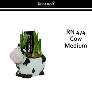 Narcis Rom 474 Cow Medium