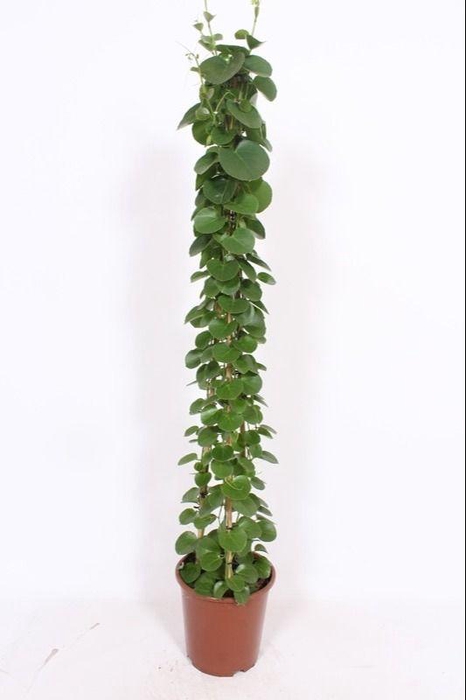 <h4>Cissus rotundifolia piramide</h4>