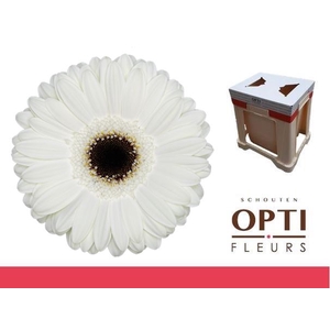 Gerbera White House Water