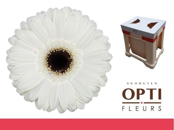 <h4>Gerbera White House Water</h4>